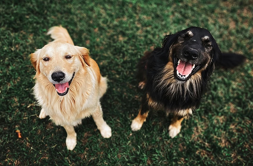 2 dogs outside smiling for the camera