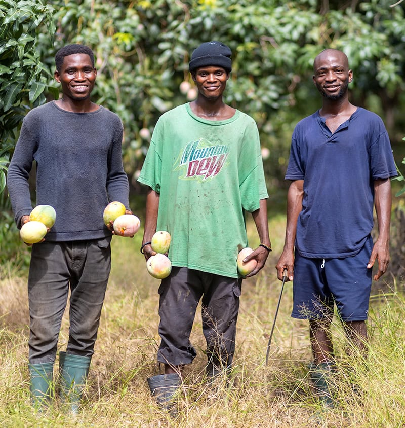 Three men with mangos on a farm